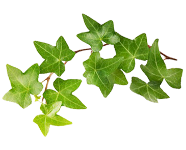 ivy