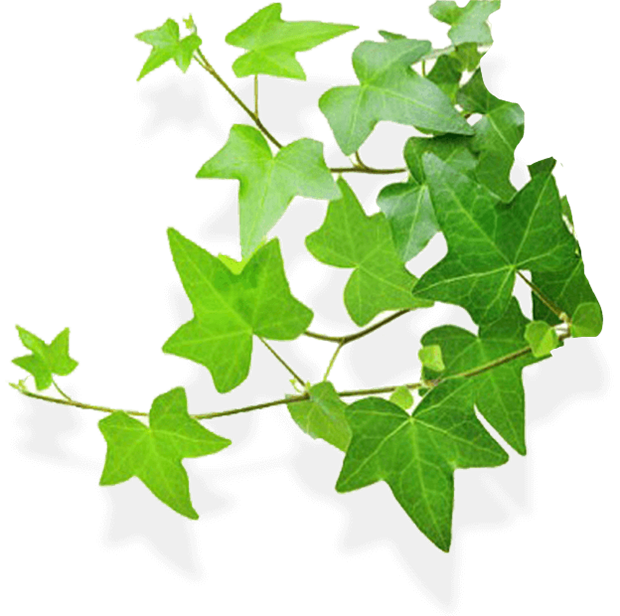 ivy